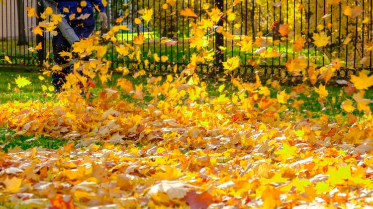 Fall leaf blowing outdoors Cleaning of trees leaf blower