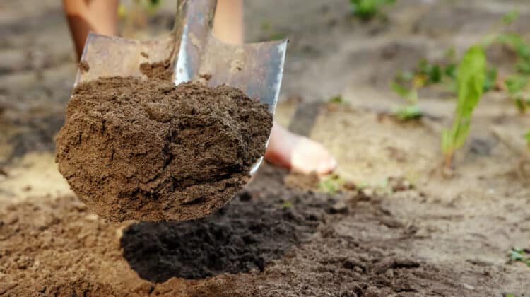 Soil with shovel in garden shallow