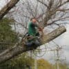 The Dos and Don'ts of Pruning Your Tree