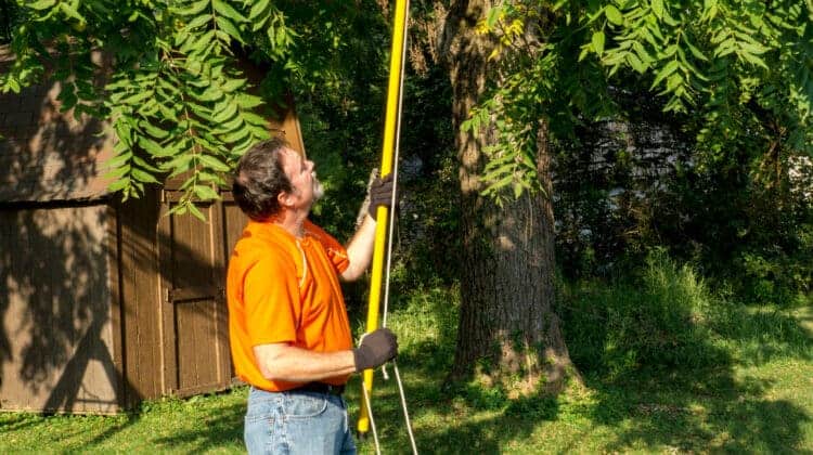 Trimming tree branches around a telephone line