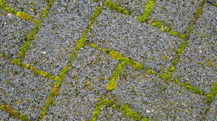 green moss on the pavement