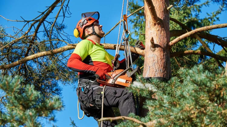 Professional surgeon sawing tree with safety