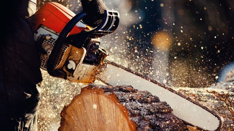 Chainsaw Woodcutter saws tree with a chainsaw on sawmill