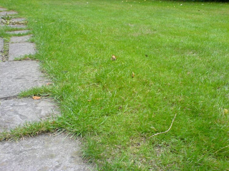 Buyer’s Guide To Zero Turn Lawn Mowers