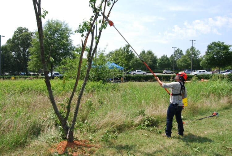 How to Choose the Best Pole Saw