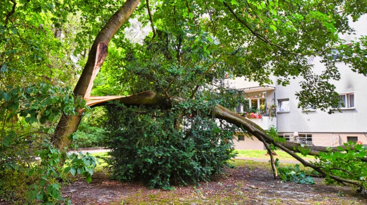 Trees and houses fall out outdoors after strong wind storm in berlin