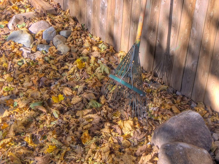 how to rake leaves