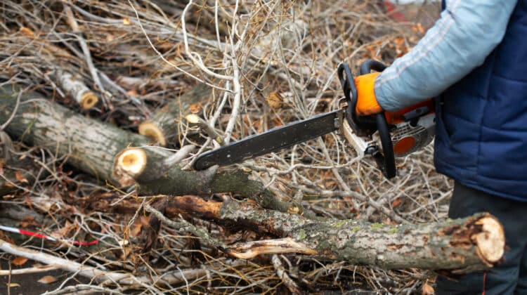 A utility worker is cutting large tree branches