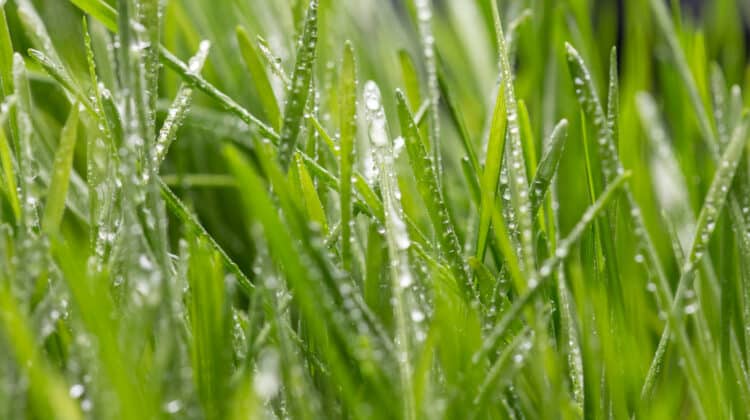 Fresh green grass with dew drops closeup Nature Background