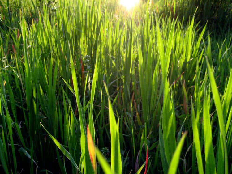 mowing tall grass