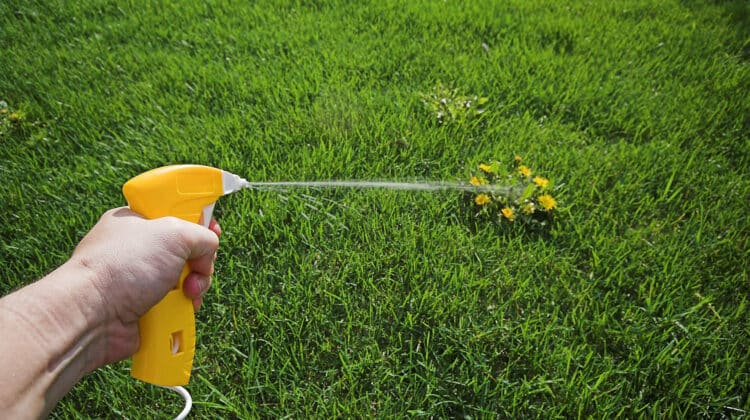 weed killer on lawn