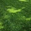 how to make grass thicker and fuller