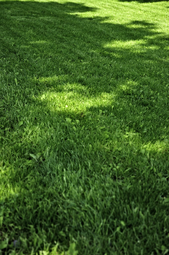 How to make grass thicker and fuller: A guide to proper lawn ...