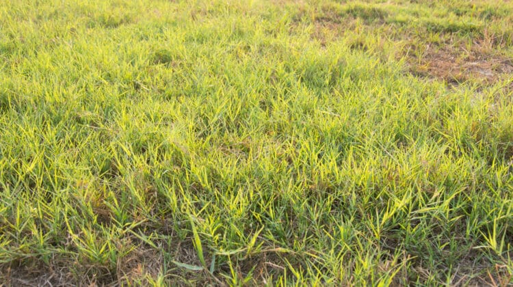 green short thick Bermuda grass lawn texture
