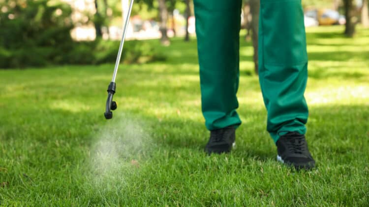 Worker spraying pesticide onto green lawn outdoors