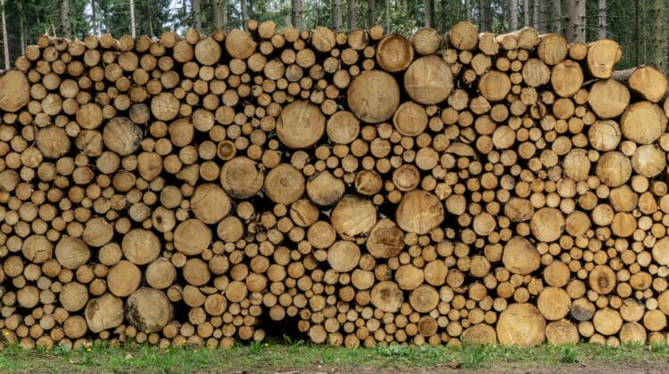 Wooden Logs with Forest on Background Trunks of trees cut and stacked in the foreground