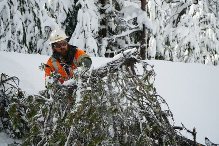 Limbing a tree with a chainsaw