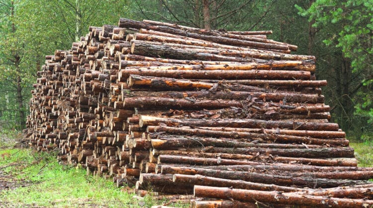 A lot of sawn timber lying in the woods