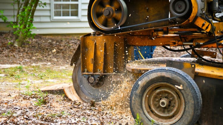 A Stump Grinding Machine Removing a Stump from Cut Down Tree