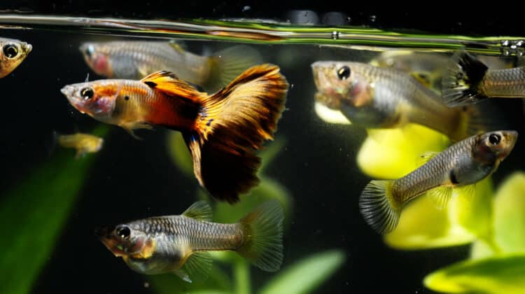 Steps in purifying water for your aquarium