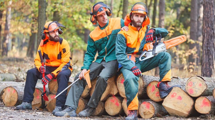 Group of foresters at forest work in the forest