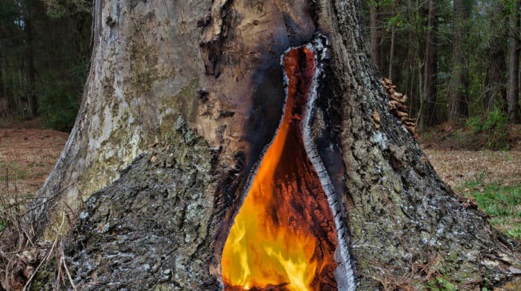 Fire that is inside a hollow pine tree stump