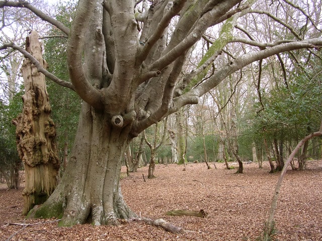 Beech firewood