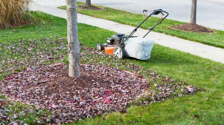 Neatening up the lawn in autumn or fall